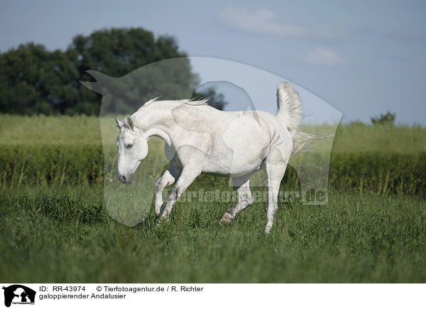 galoppierender Andalusier / galloping Andalusian horse / RR-43974