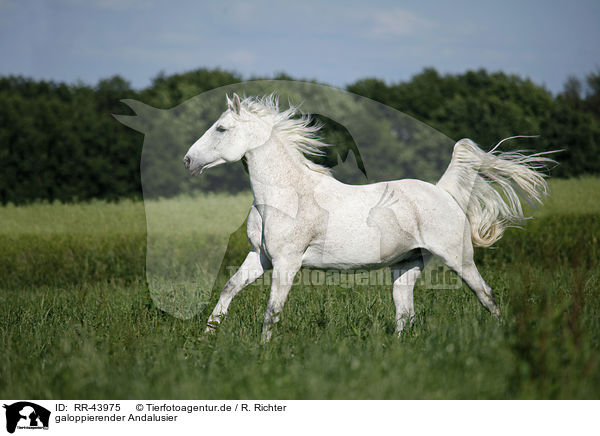 galoppierender Andalusier / galloping Andalusian horse / RR-43975