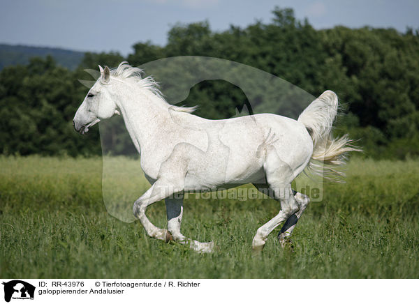galoppierender Andalusier / galloping Andalusian horse / RR-43976