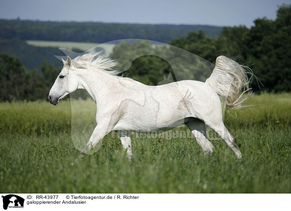 galoppierender Andalusier / galloping Andalusian horse / RR-43977