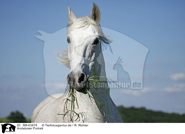 Andalusier Portrait / Andalusian horse portrait / RR-43979