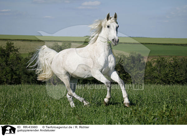 galoppierender Andalusier / galloping Andalusian horse / RR-43980