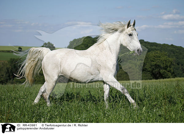 galoppierender Andalusier / galloping Andalusian horse / RR-43981
