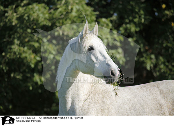 Andalusier Portrait / Andalusian horse portrait / RR-43982