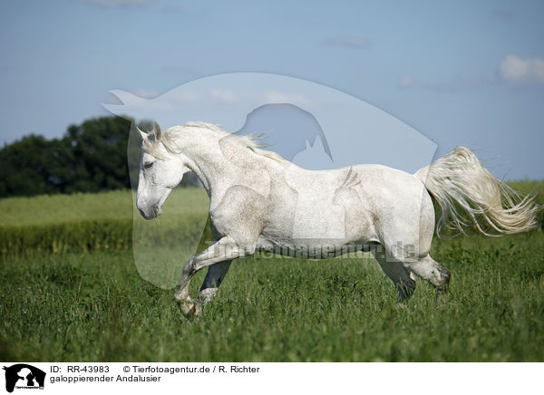 galoppierender Andalusier / galloping Andalusian horse / RR-43983
