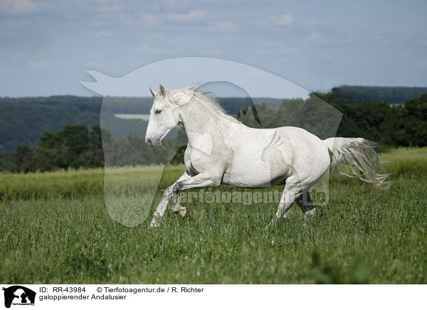galoppierender Andalusier / galloping Andalusian horse / RR-43984