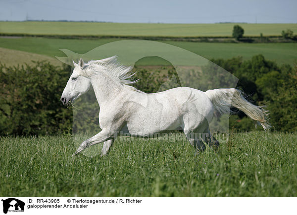 galoppierender Andalusier / galloping Andalusian horse / RR-43985