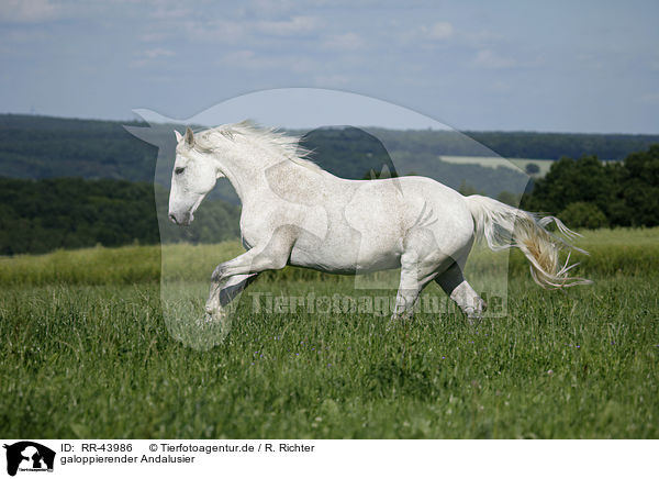 galoppierender Andalusier / galloping Andalusian horse / RR-43986