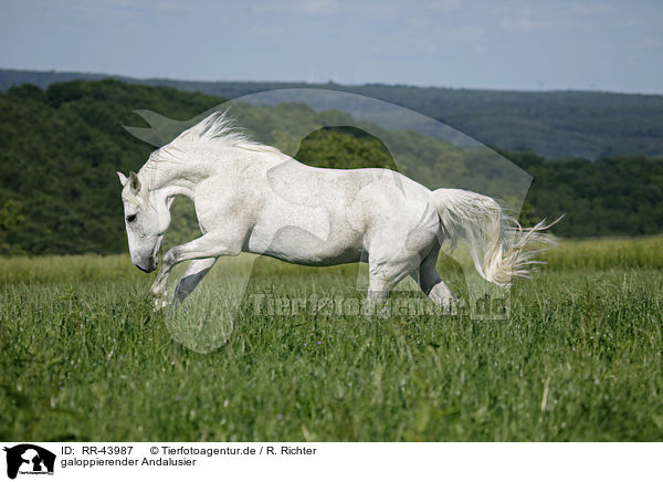 galoppierender Andalusier / galloping Andalusian horse / RR-43987
