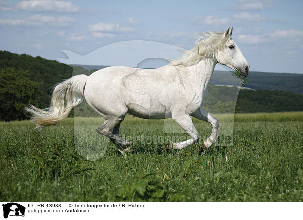galoppierender Andalusier / galloping Andalusian horse / RR-43988