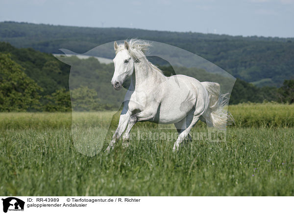 galoppierender Andalusier / galloping Andalusian horse / RR-43989