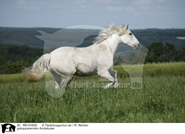 galoppierender Andalusier / galloping Andalusian horse / RR-43990