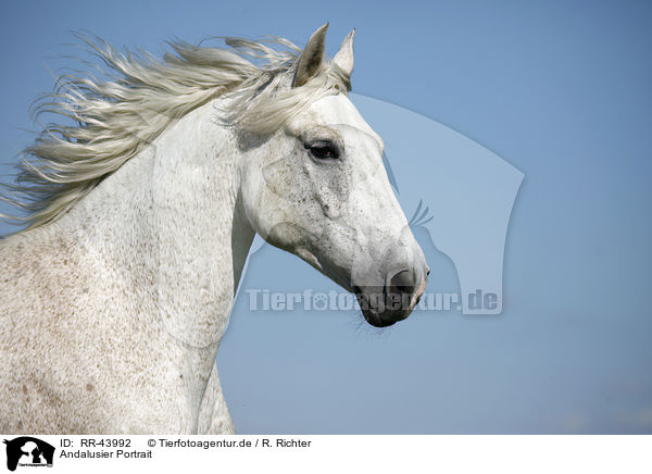 Andalusier Portrait / Andalusian horse portrait / RR-43992