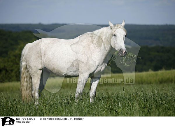 Andalusier / Andalusian horse / RR-43993