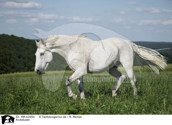 Andalusier / Andalusian horse / RR-43994