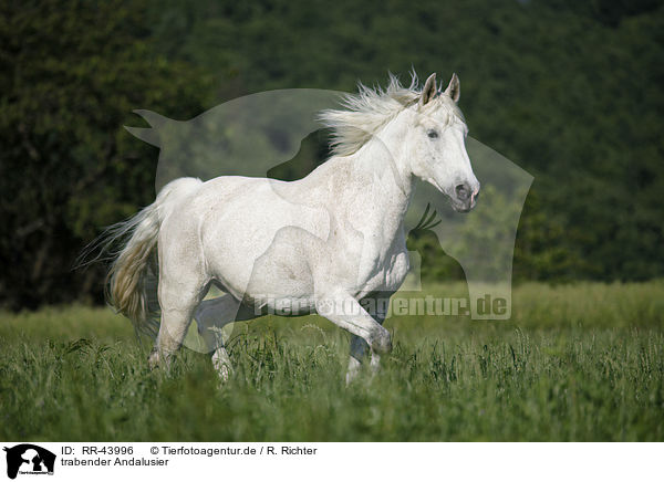 trabender Andalusier / trotting Andalusian horse / RR-43996