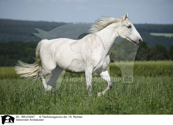 trabender Andalusier / trotting Andalusian horse / RR-43997
