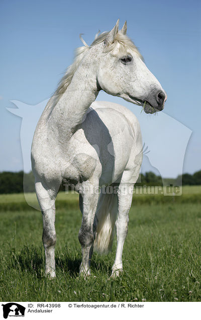 Andalusier / Andalusian horse / RR-43998
