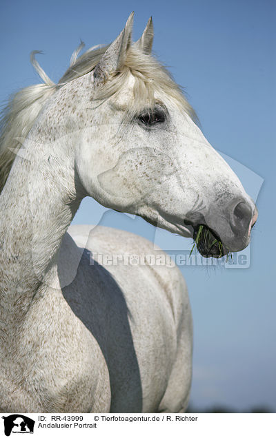 Andalusier Portrait / Andalusian horse portrait / RR-43999