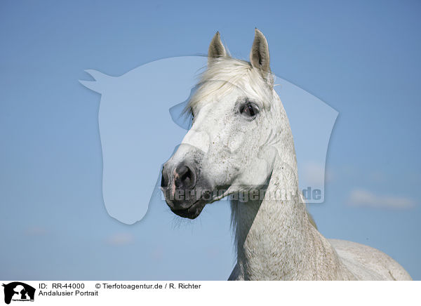 Andalusier Portrait / Andalusian horse portrait / RR-44000