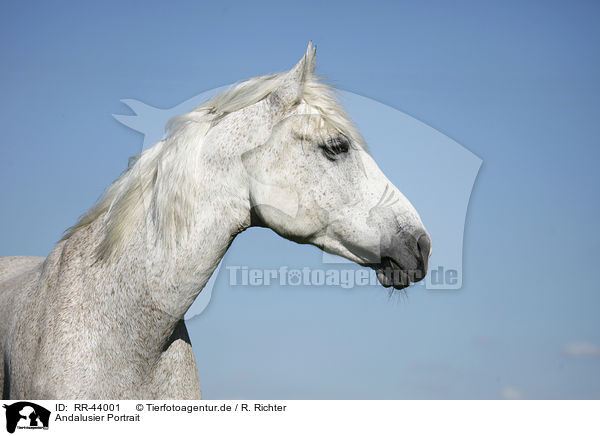 Andalusier Portrait / Andalusian horse portrait / RR-44001