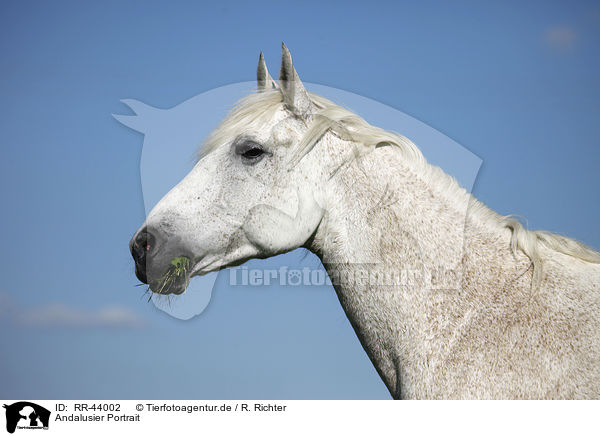 Andalusier Portrait / Andalusian horse portrait / RR-44002