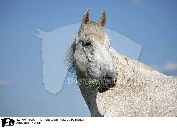 Andalusier Portrait / Andalusian horse portrait / RR-44003