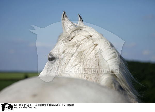 Andalusier Portrait / Andalusian horse portrait / RR-44005