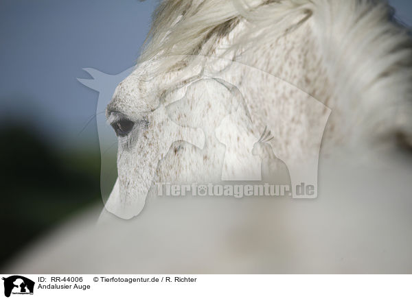 Andalusier Auge / Andalusian horse eye / RR-44006