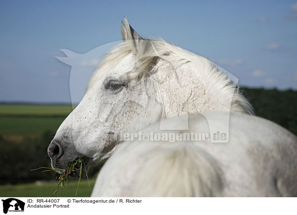 Andalusier Portrait / Andalusian horse portrait / RR-44007