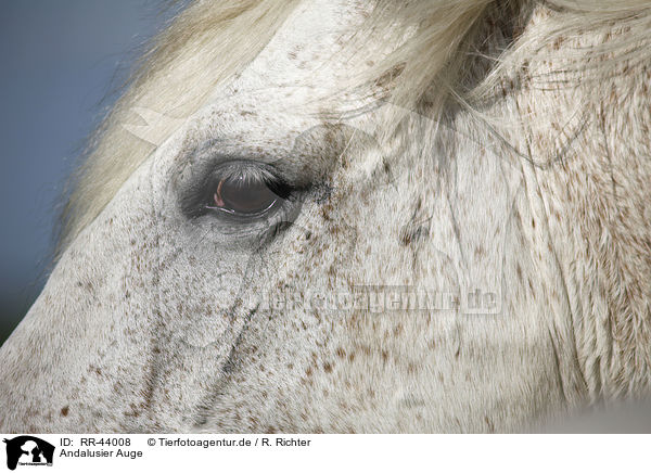 Andalusier Auge / Andalusian horse eye / RR-44008