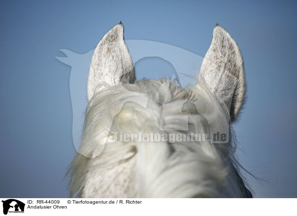 Andalusier Ohren / Andalusian horse ears / RR-44009