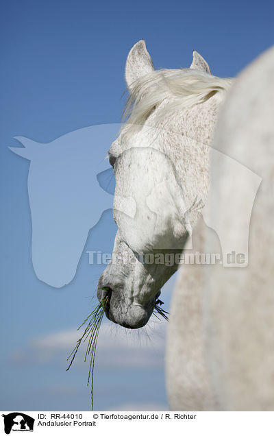 Andalusier Portrait / Andalusian horse portrait / RR-44010