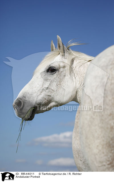 Andalusier Portrait / Andalusian horse portrait / RR-44011