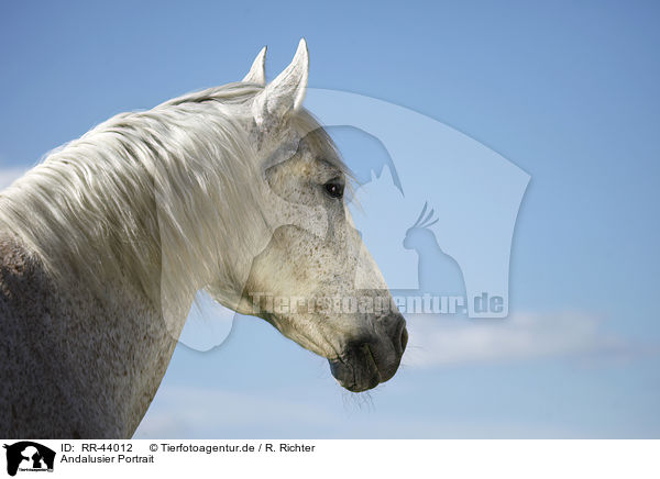Andalusier Portrait / Andalusian horse portrait / RR-44012