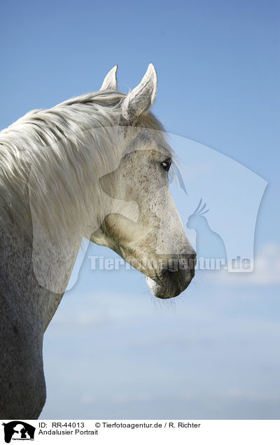 Andalusier Portrait / Andalusian horse portrait / RR-44013