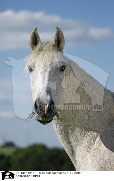 Andalusier Portrait / Andalusian horse portrait / RR-44014