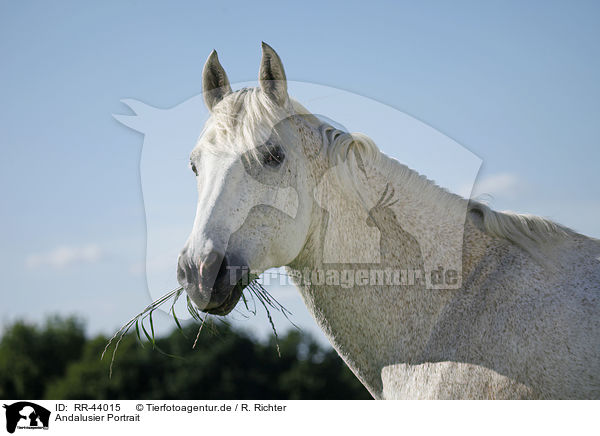 Andalusier Portrait / Andalusian horse portrait / RR-44015