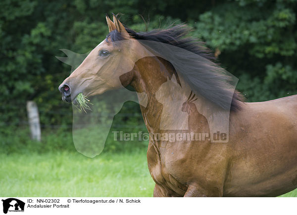 Andalusier Portrait / Andalusian horse portrait / NN-02302