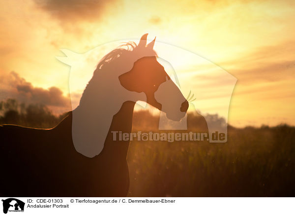 Andalusier Portrait / Andalusian horse portrait / CDE-01303