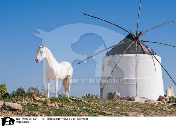 Andalusier / Andalusian horse / MAS-01121