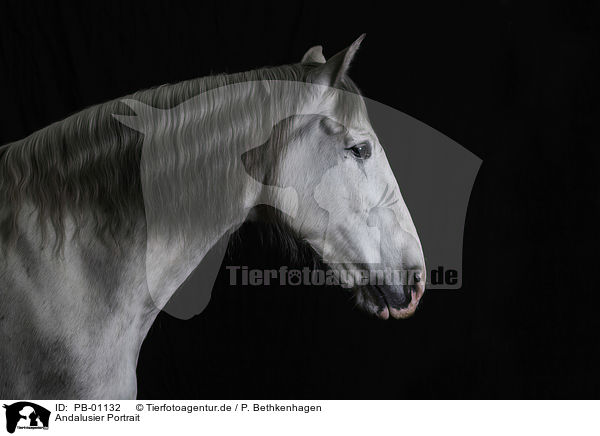 Andalusier Portrait / PB-01132