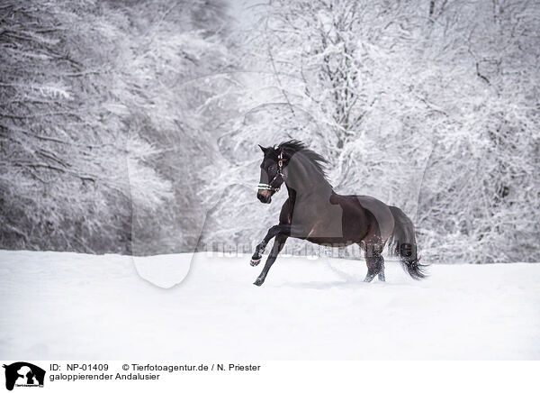 galoppierender Andalusier / galloping Andalusian horse / NP-01409