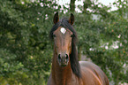 Andalusier Portrait