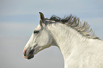 Andalusier Portrait