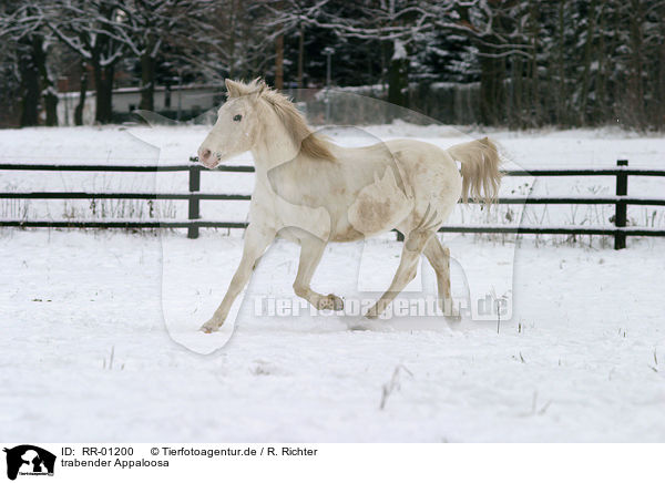 trabender Appaloosa / running horse / RR-01200