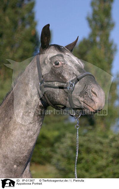 Appaloosa Portrait / Appaloosa Portrait / IP-01367