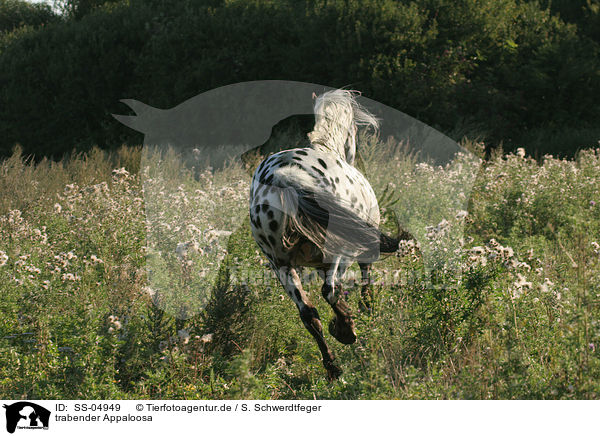 trabender Appaloosa / trotting Appaloosa / SS-04949