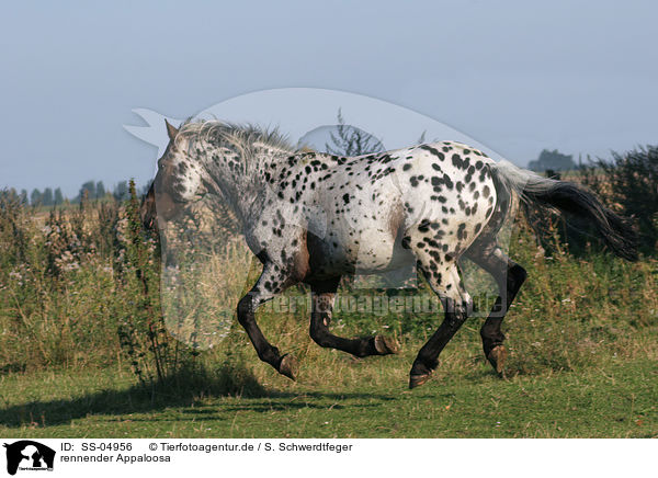 rennender Appaloosa / running Appaloosa / SS-04956