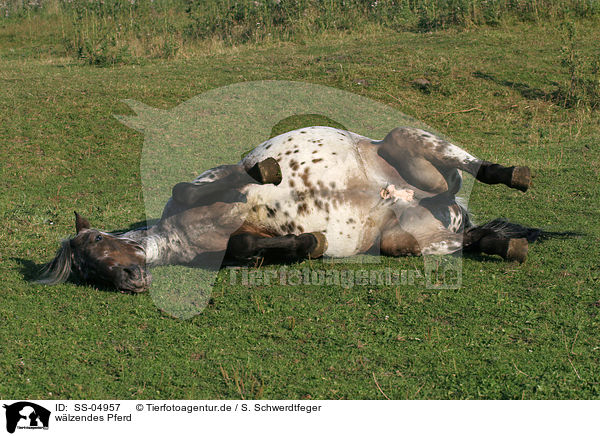 wlzendes Pferd / wallowing horse / SS-04957
